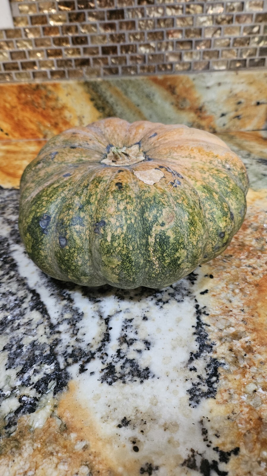 Calabaza Squash Seeds (30) / Non – Gmo / Organic / FLORIDA GROWN / Pie Pumpkin