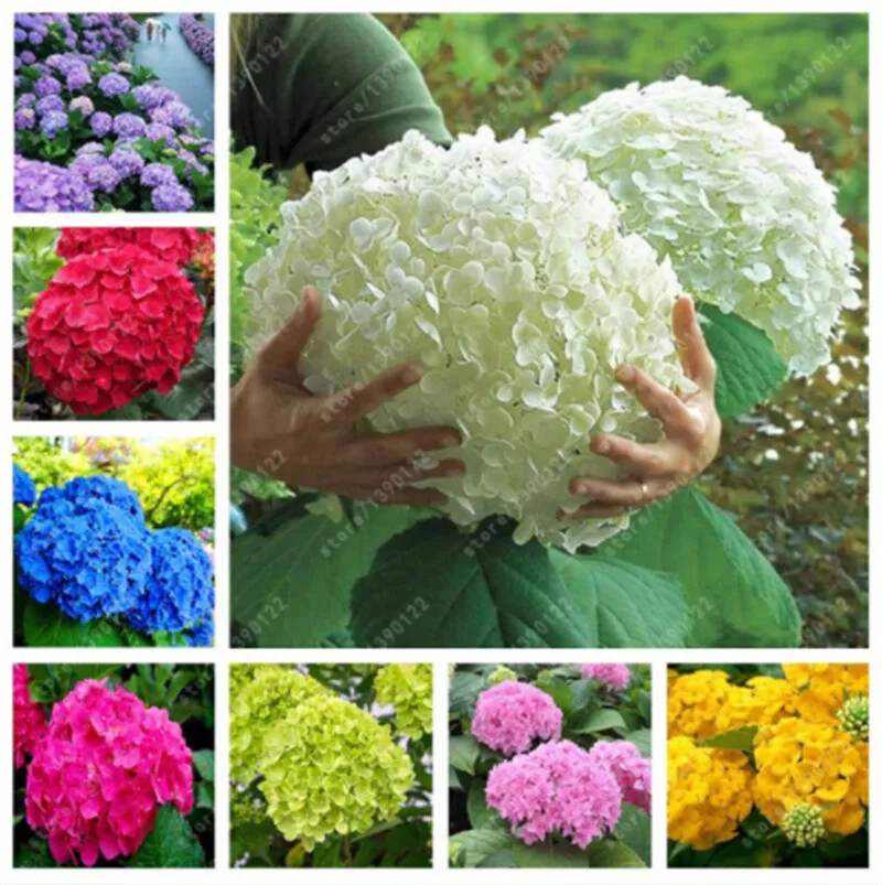20 HYDRANGEA FLOWER SEEDS rare exotic ball bloom plant garden bush germination