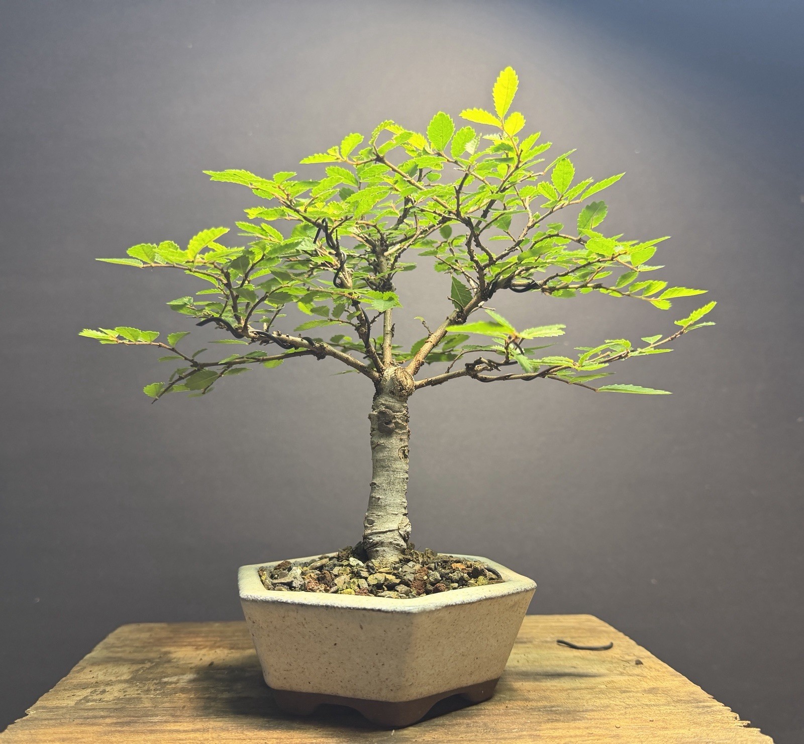 Bonsai Broom Style Mame Chinese Elm 8.5” tall Japanese Hexagon Glazed Pot