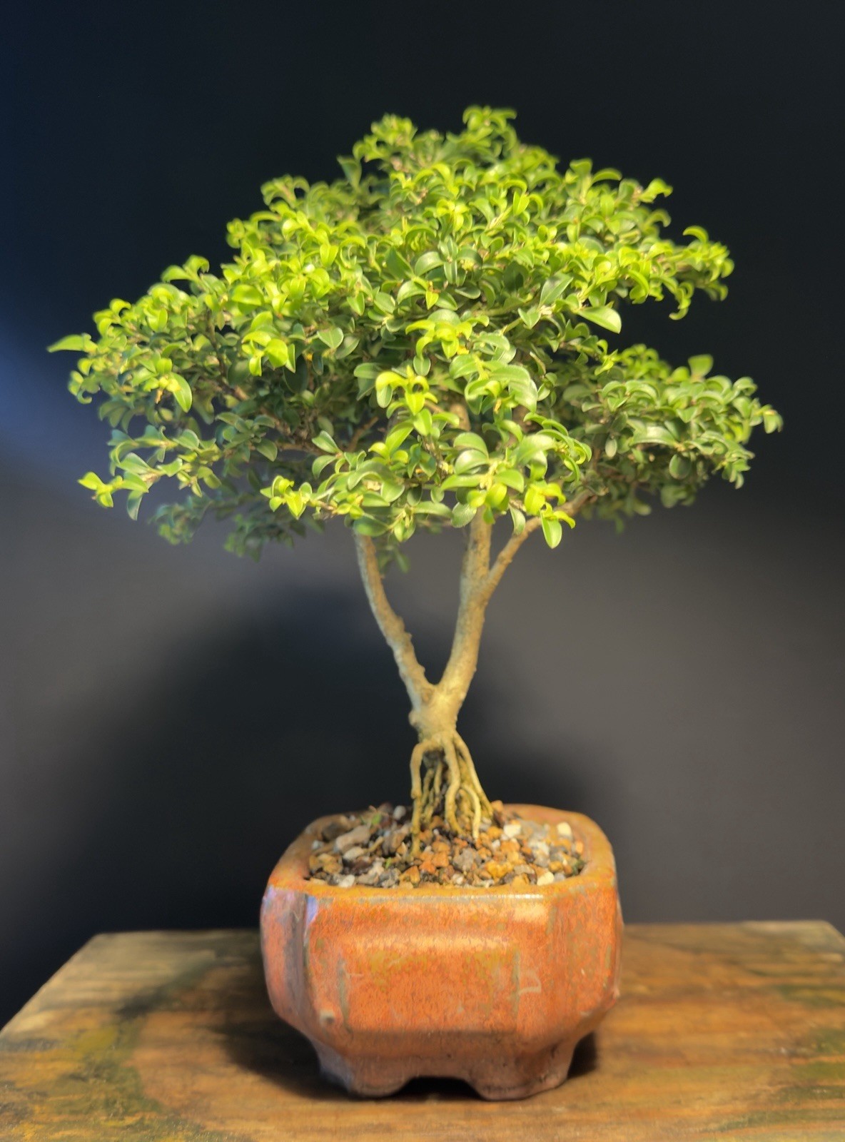 Bonsai Tree Kingsville Boxwood 12 Years Old 9” Tall Chinese Glazed Pot