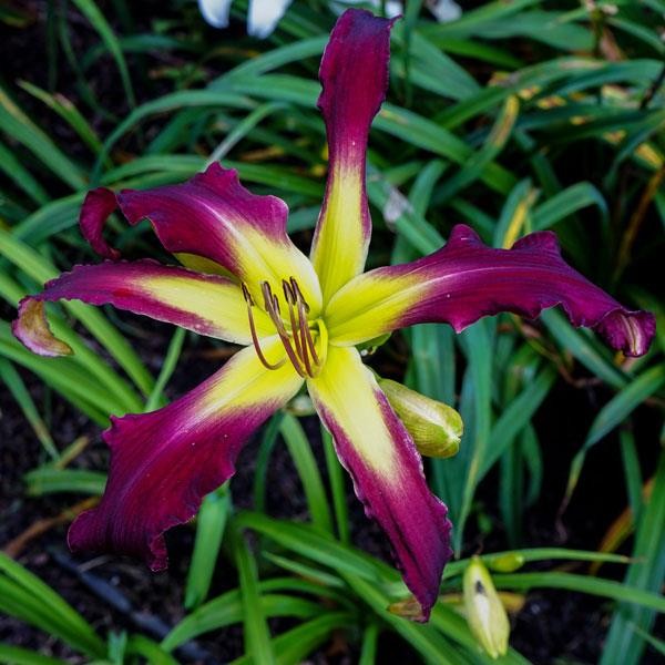 Daylily ~ BLACKBERRY LIME KISS ~ Huge 10″ Reblooms! HTF Daylilies Plants SF