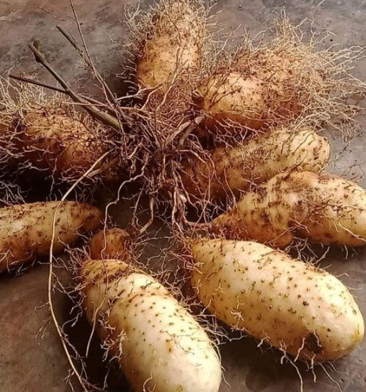 Rare- Edible Asian Dioscorea Esculenta | Lesser Yam Plant – with pot for growing