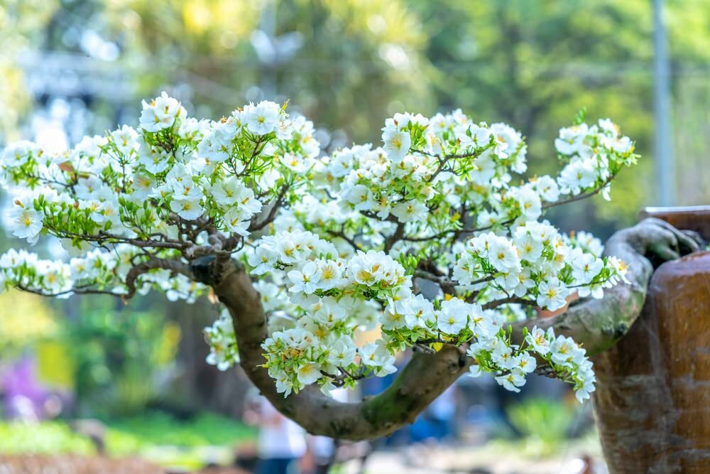 Apricot Bonsai Tree Seeds – 3 Large Seeds for Planting