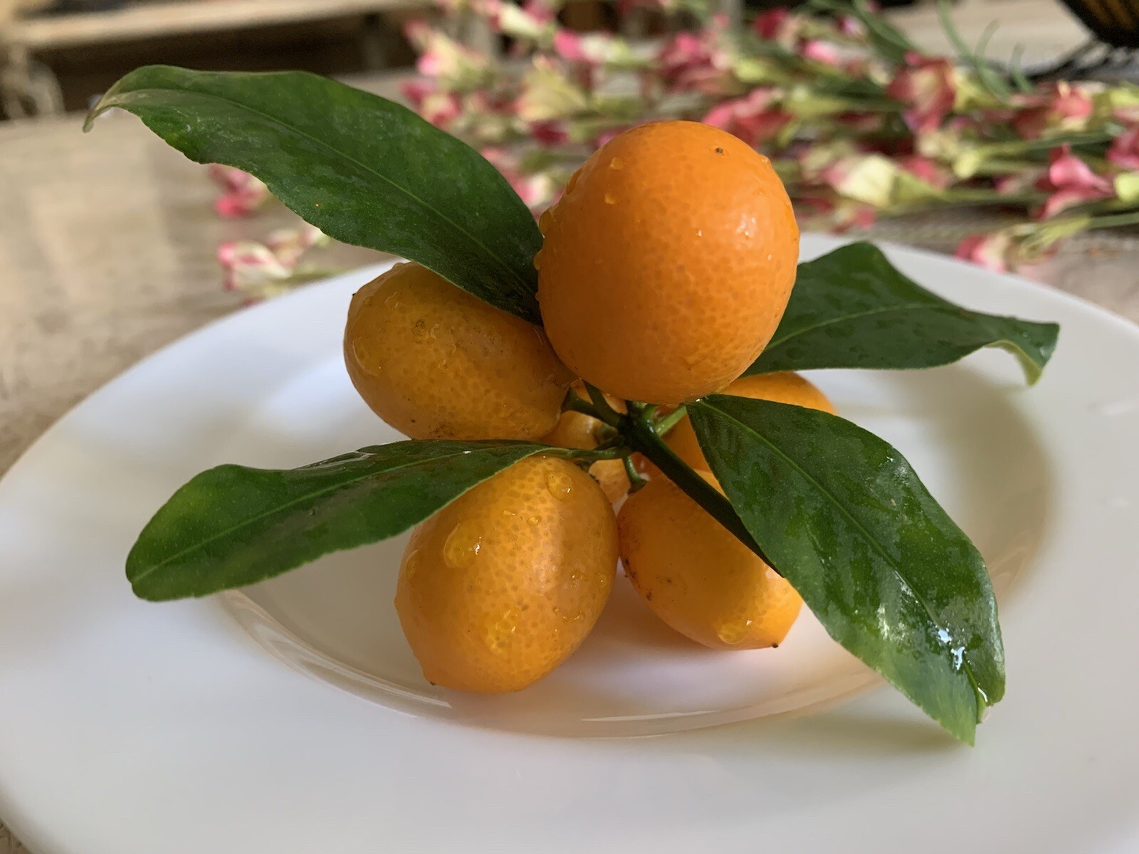 Nagami Kumquat – 15 Seeds 2023 – USA seller