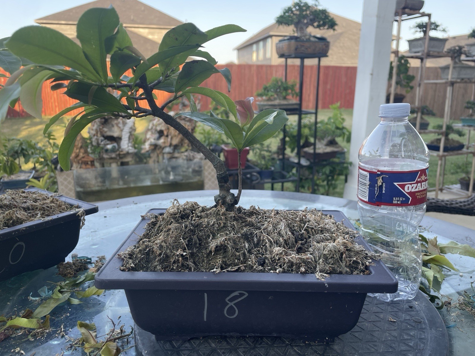 Live Yellow Apricot Tree , Ochoa Integerrima (Mai vang)
