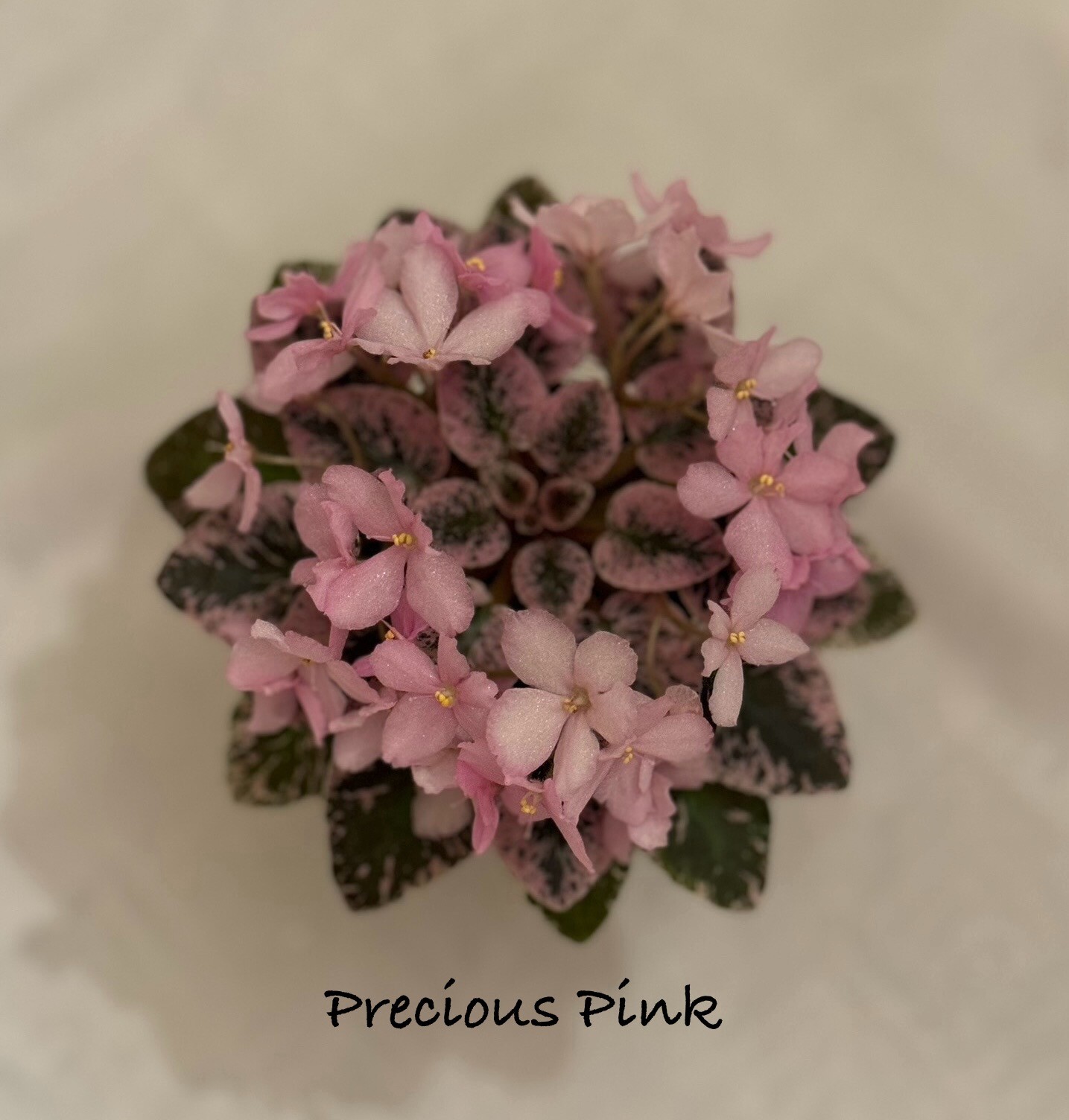 Assorted LEAVES of African Violet Mini/Semi/Standard/Trailers