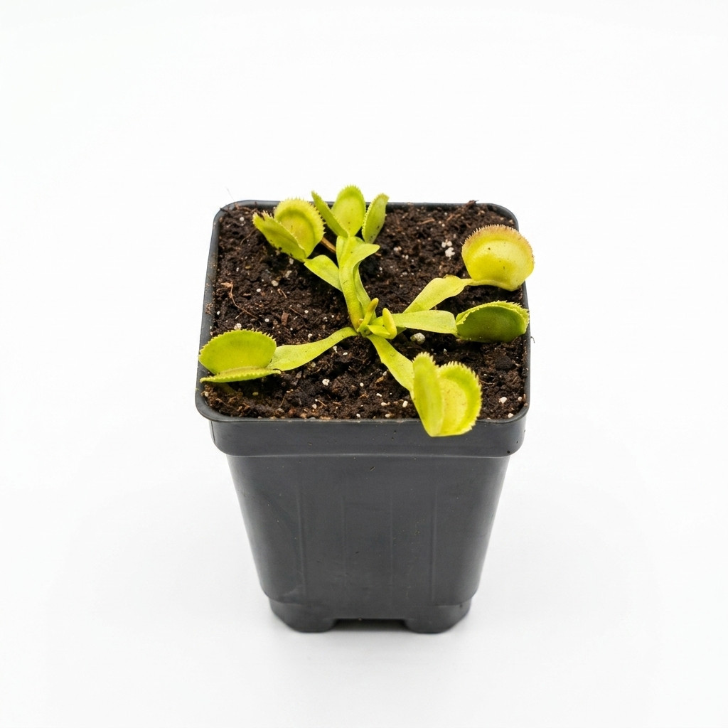 All‑Green Sawtooth Venus Flytrap – Rare Cultivar – Live Carnivorous Plant