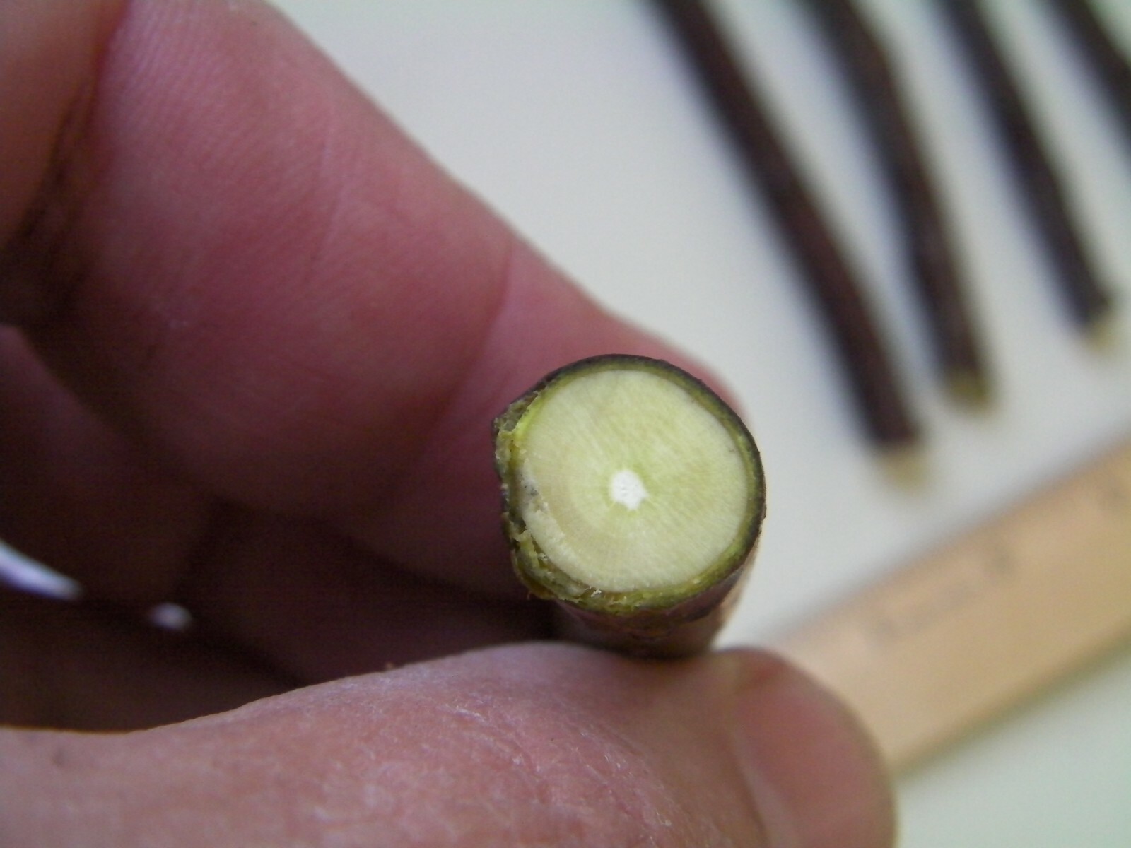 10 cuttings of Super-producer, Organic Celeste Honey Sugar fig tree cold hardy
