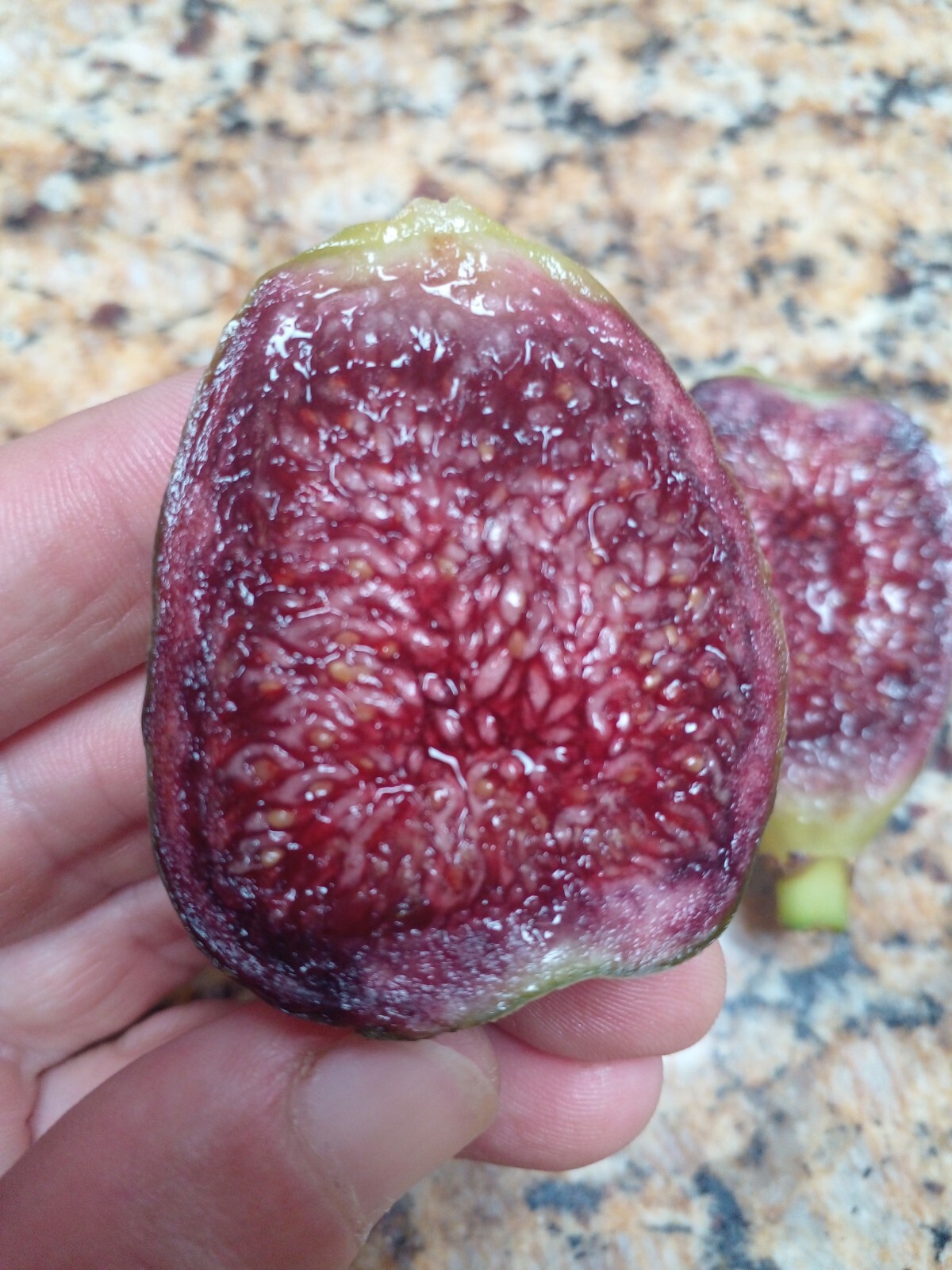 Pote Tresa Fig Tree – 2 Cuttings – Delicious Swiss Fig with Beautiful Coloring