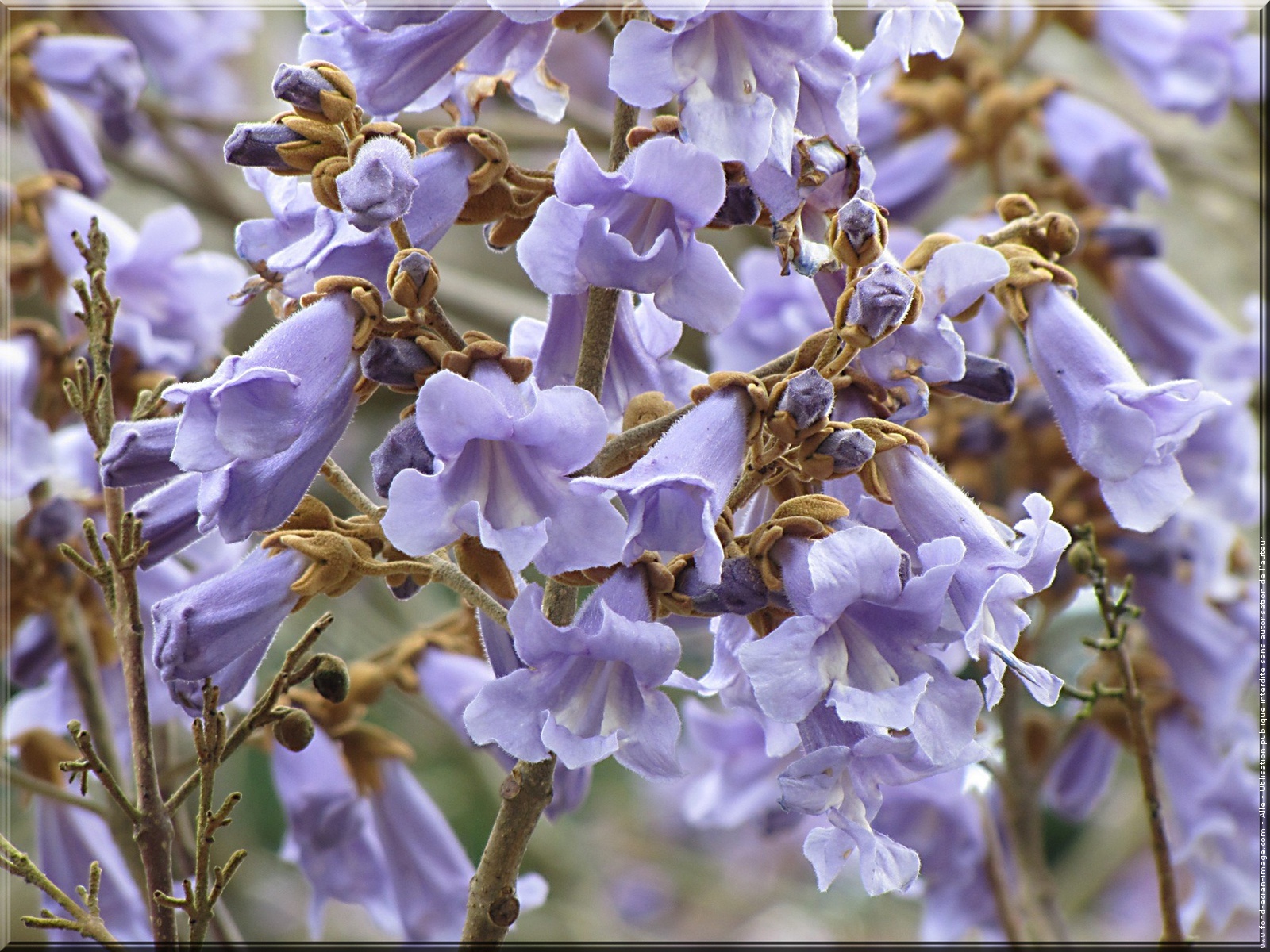 BULK 100 SEEDS *WORLDS FASTEST GROWING TREE *ROYAL EMPRESS TREE * PRINCESS TREE