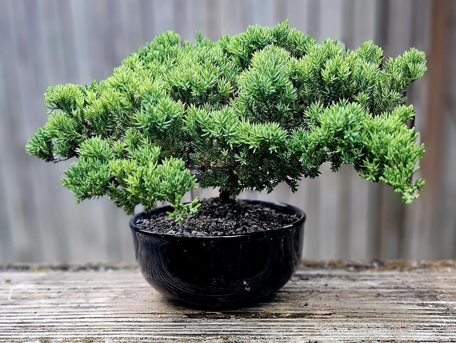 Japanes Juniper Bonsai In 6 Inch Ceramic Pot. 12 Year Old Beauty.