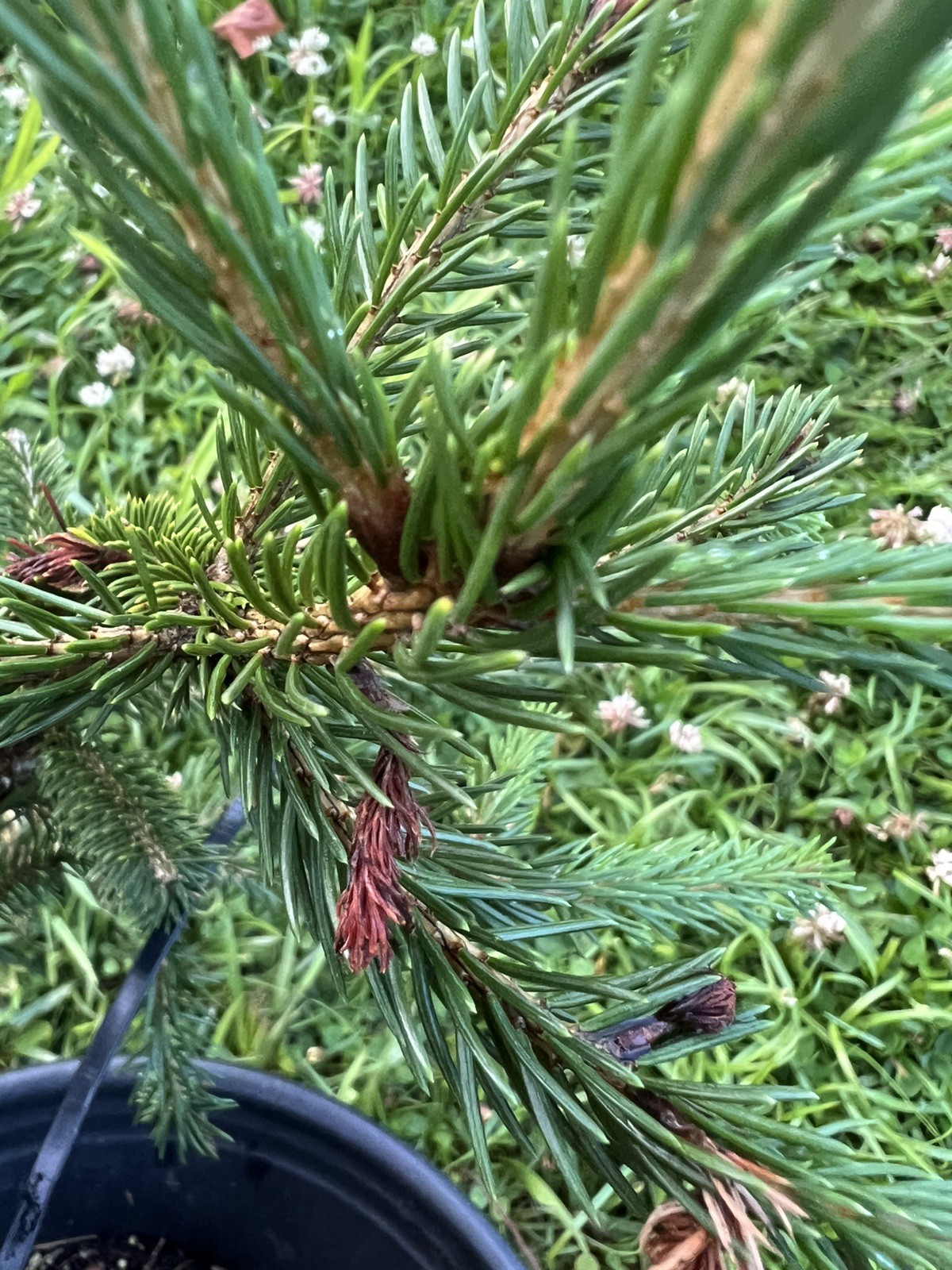 Exposed Root White Spruce 9” Pre Bonsai Material. About 6 Years Old