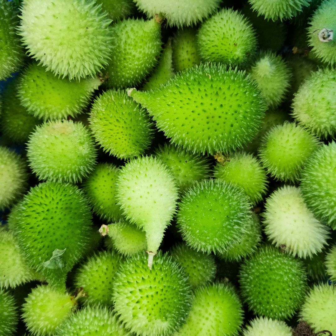 Fresh Kantola | 10 Seeds | Spiny Gourd | Kakrol | Heirloom Non-GMO | Asian Seeds
