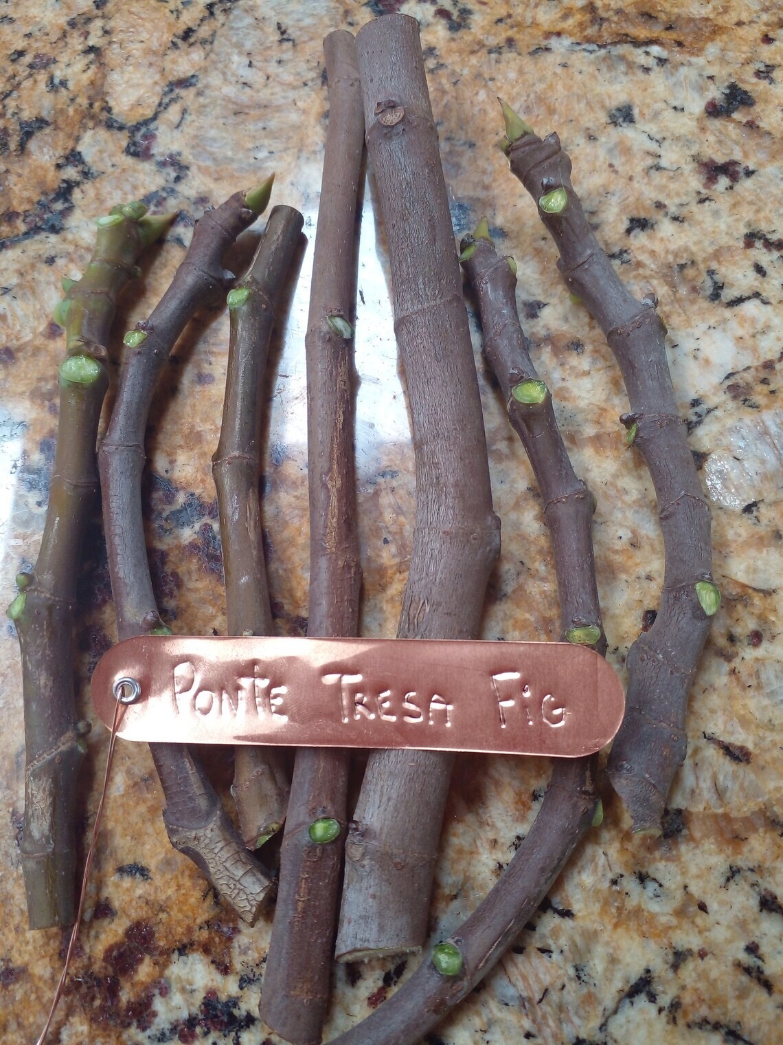 Pote Tresa Fig Tree – 2 Cuttings – Delicious Swiss Fig with Beautiful Coloring