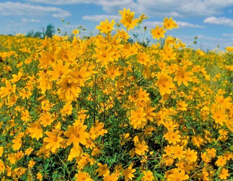 101+SWAMP MARIGOLD Seeds Tickseed Native Wildflower Shrub Bush Flowers Fast Easy