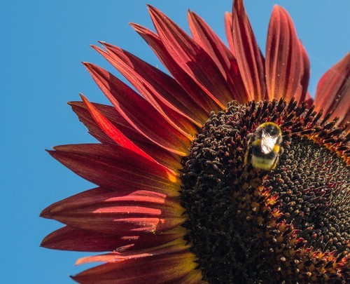 Red Vibrant Sunflower Seeds for Planting- Velvet Queen, Heirloom, Non GMO