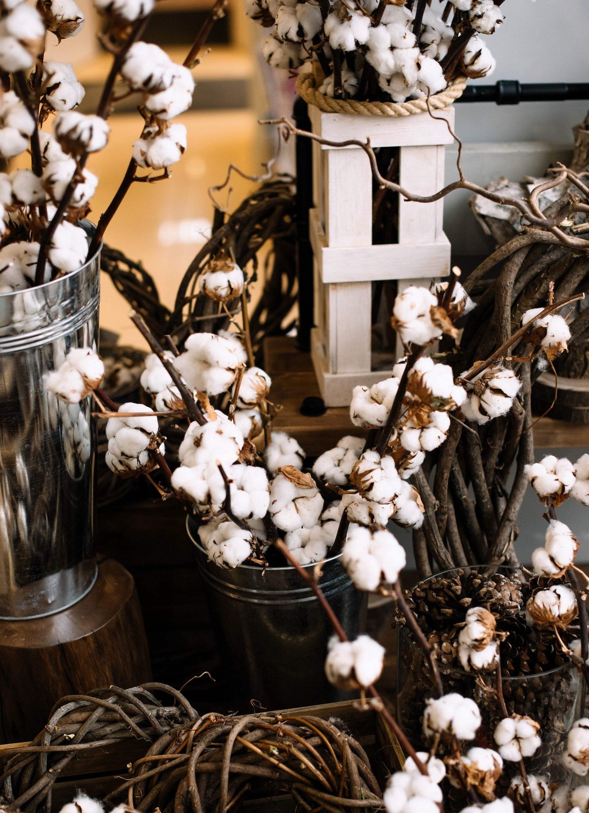 25 WHITE COTTON Gossypium Hirsutum Plant Seeds