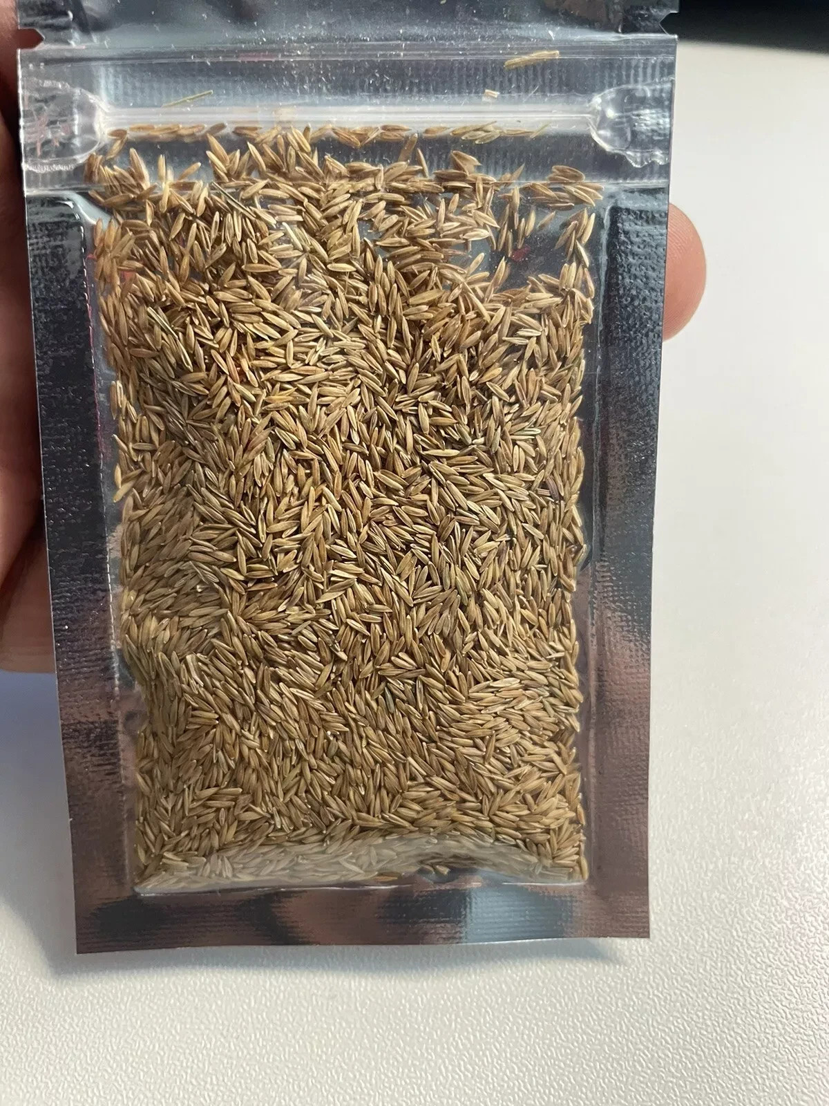 (1 Pack) Zenith Zoysia Grass Seed – More Than 1,000 Seeds! for Lush Lawn Growth