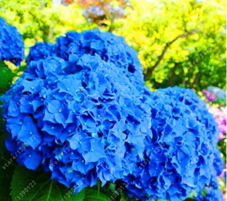 20 HYDRANGEA FLOWER SEEDS rare exotic ball bloom plant garden bush germination