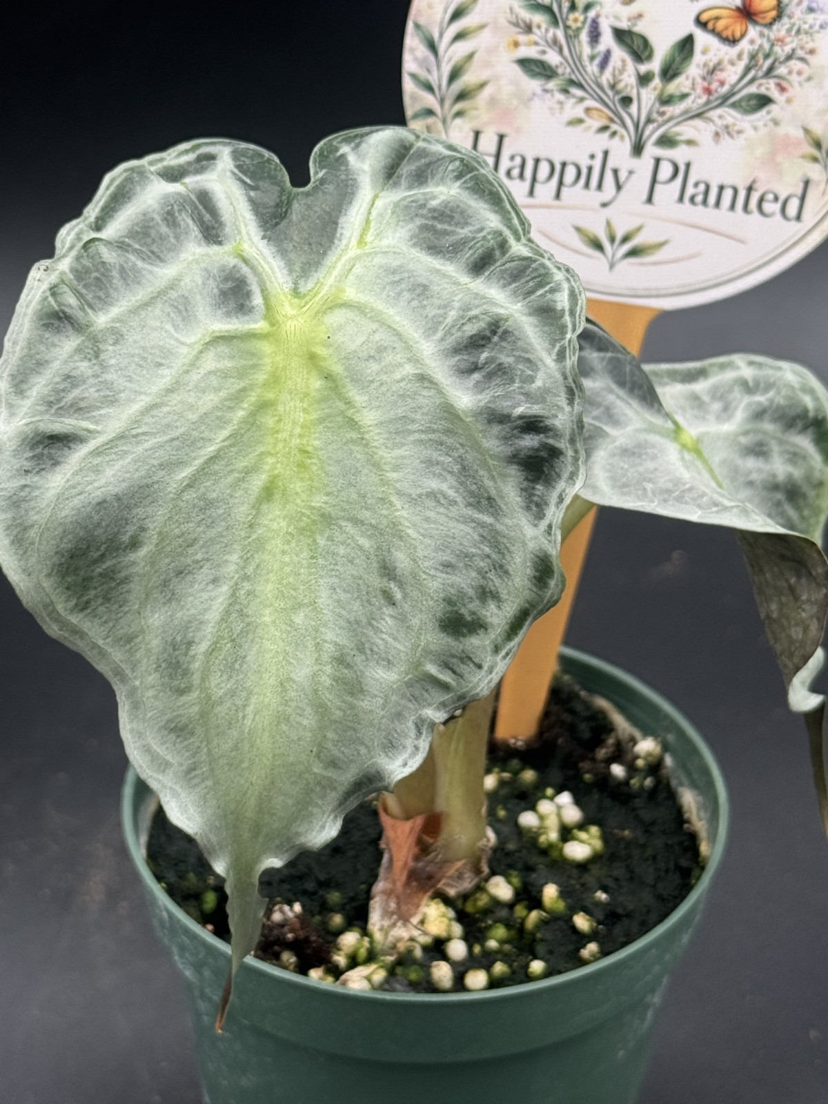 Alocasia Venom – 4″ Pot Live Plant – Free Shipping
