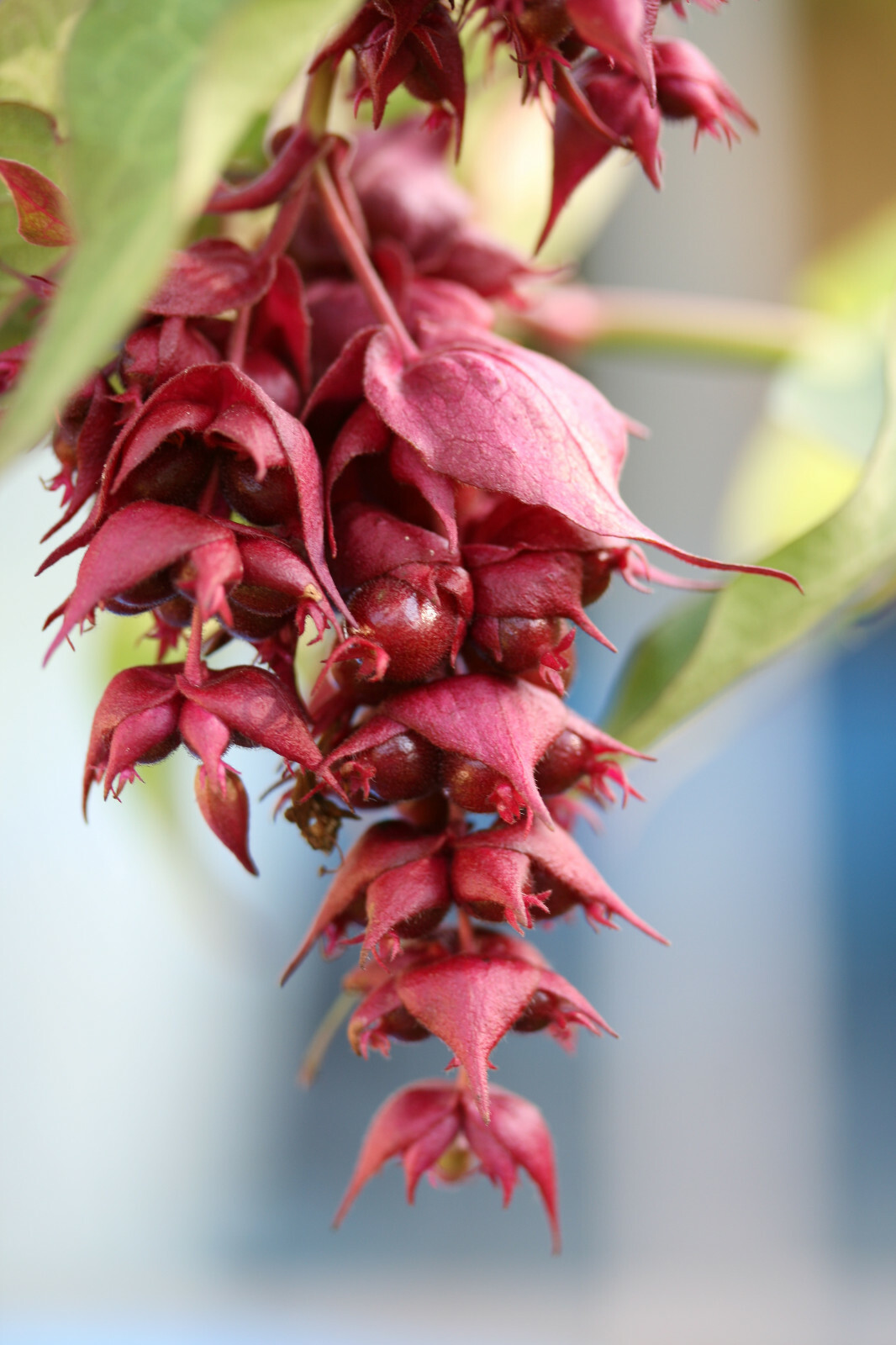 HIMALAYAN HONEYSUCKLE BUSH 200 SEEDS HARDY PERENNIAL mariesgreengarden