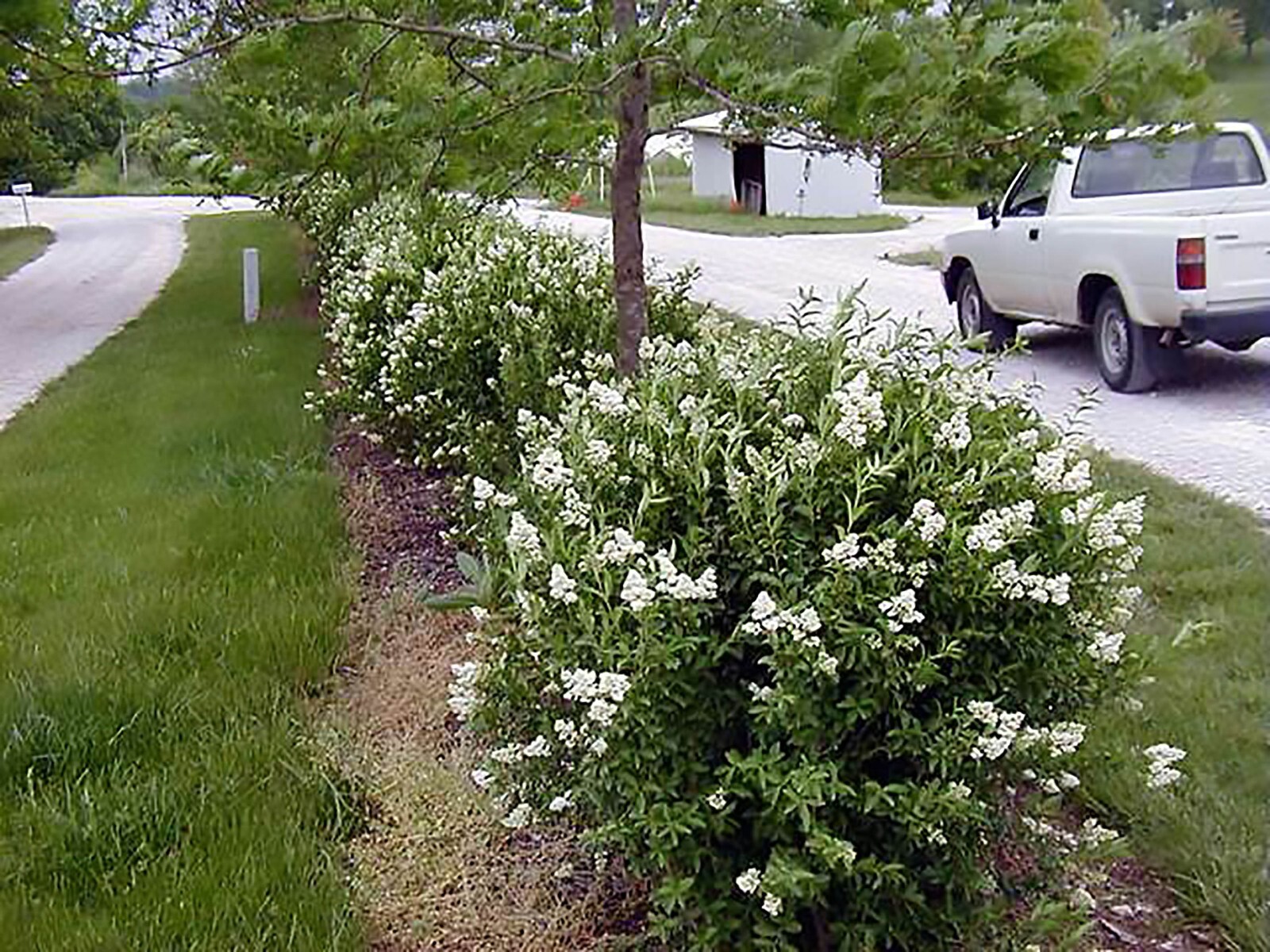 Privet Shrub, Ligustrum vulgare Seeds