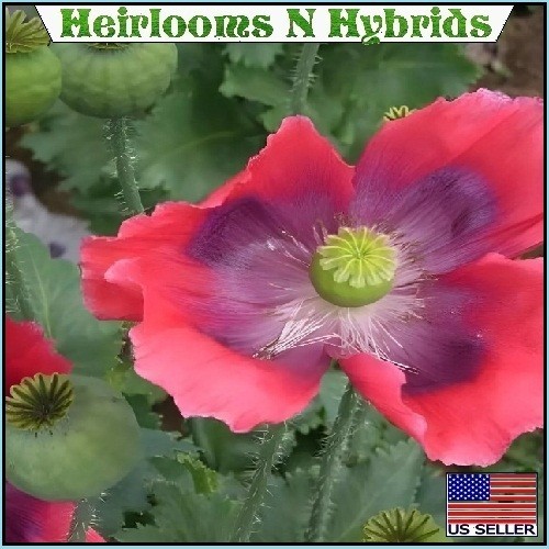 5,000 The Giant Rattler Papavear Somniferum Giganteum Poppy Seeds For Planting