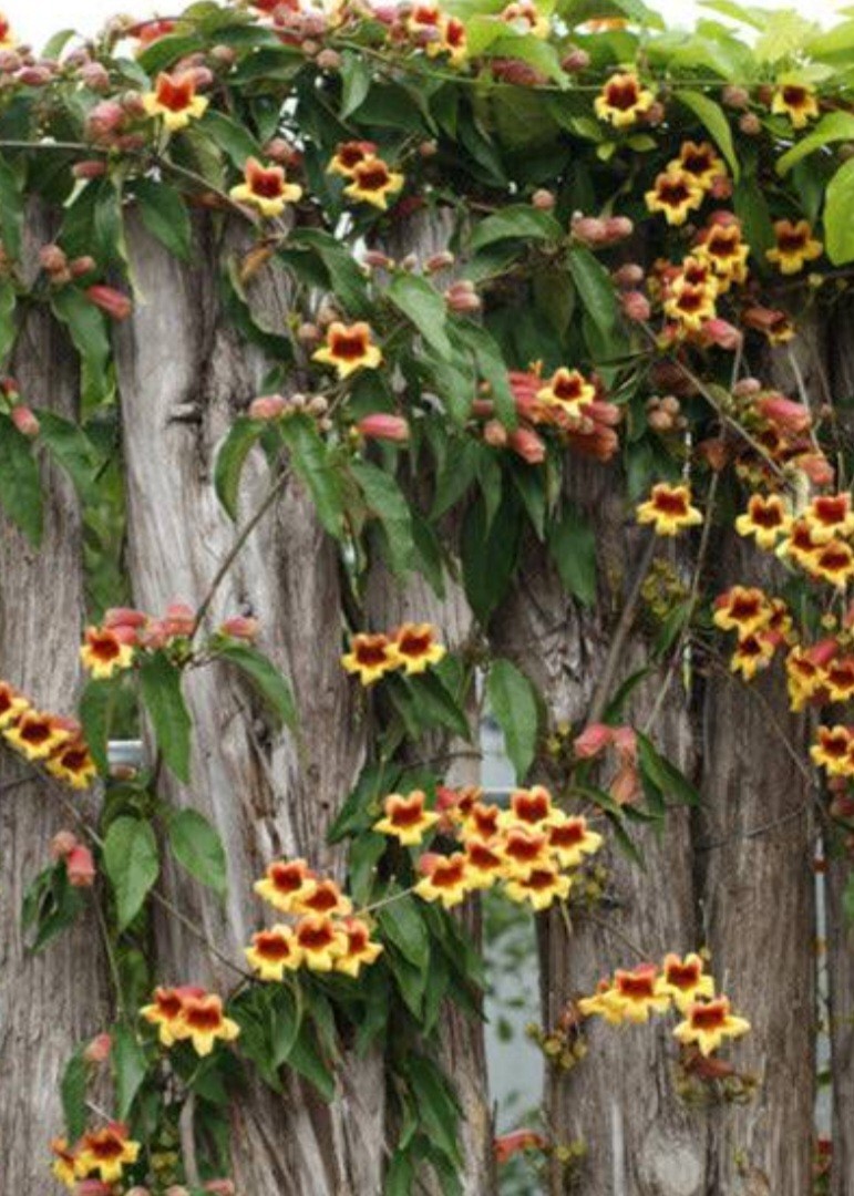 Gold & Crimson Crossvine (Bignonia capreolata) Live Plant Bare Root