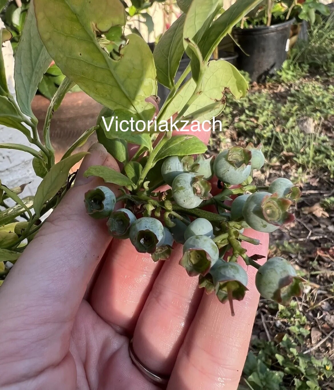 Blueberry Fruit Seeds Homegrown Organic Edible Garden NonGMO TX USA Free Ship