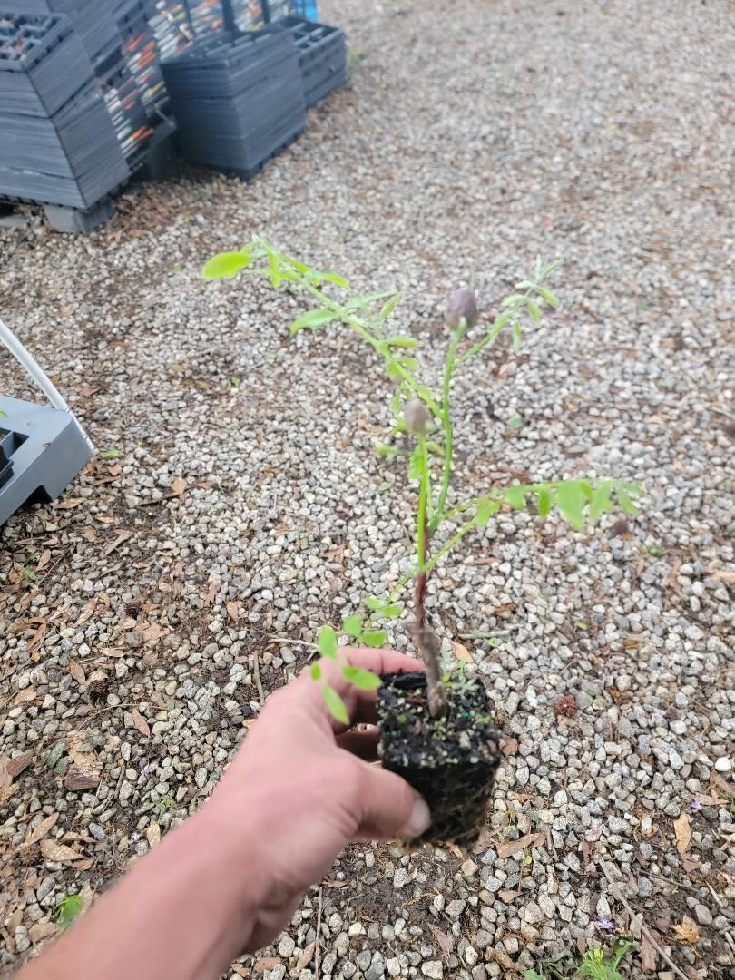 Amethyst Falls Wisteria Vine – Starter Plant ( 5L ) ( 1 live plant )
