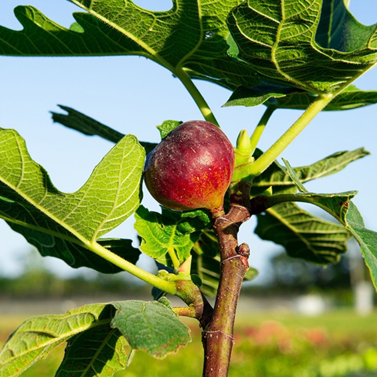 3 Chicago Hardy Fig Starter Plug – Ficus carica