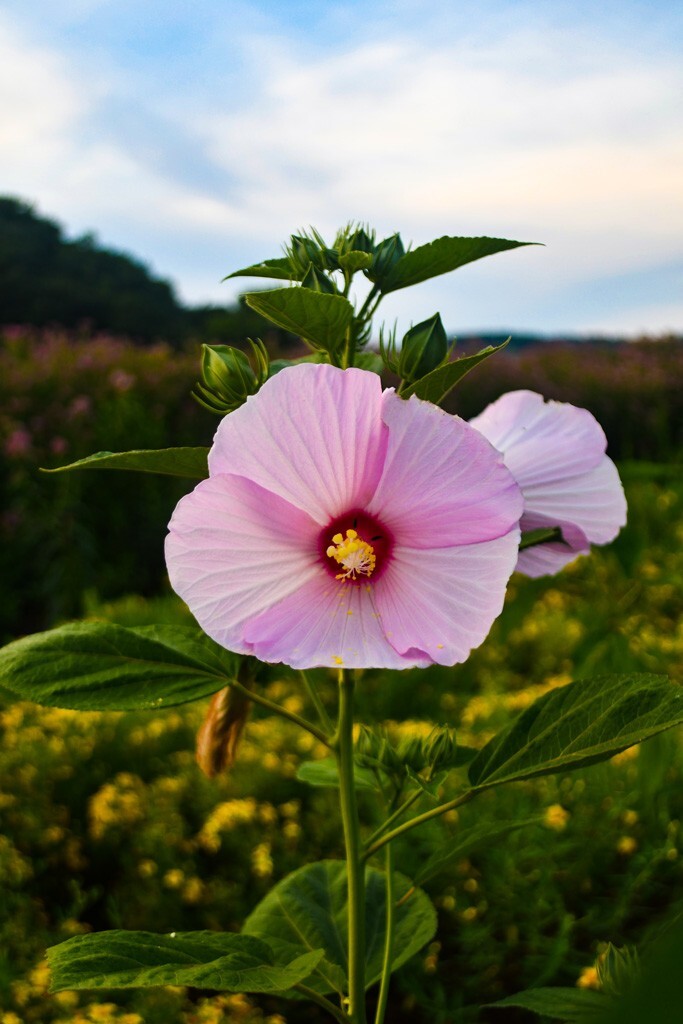20 Pink Swamp Mallow Rose Seeds “LARGE FLOWER” Hardy Hibiscus Fast Garden Plant