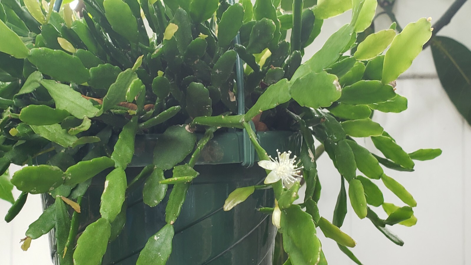 Rhipsalis aff. goebeleana-Orchid Cactus-HTF- 5 cuttings/4 inches-White Blooms