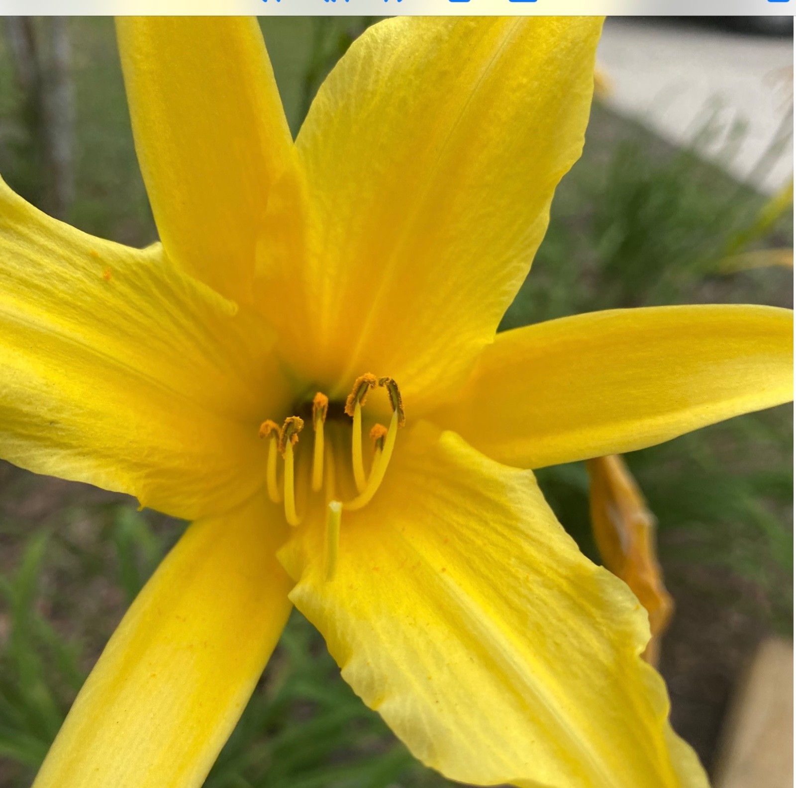 DAYLILIES – LARGE YELLOW FLOWERS APRIL-DECEMBER BLOOMS (3 “fans”)
