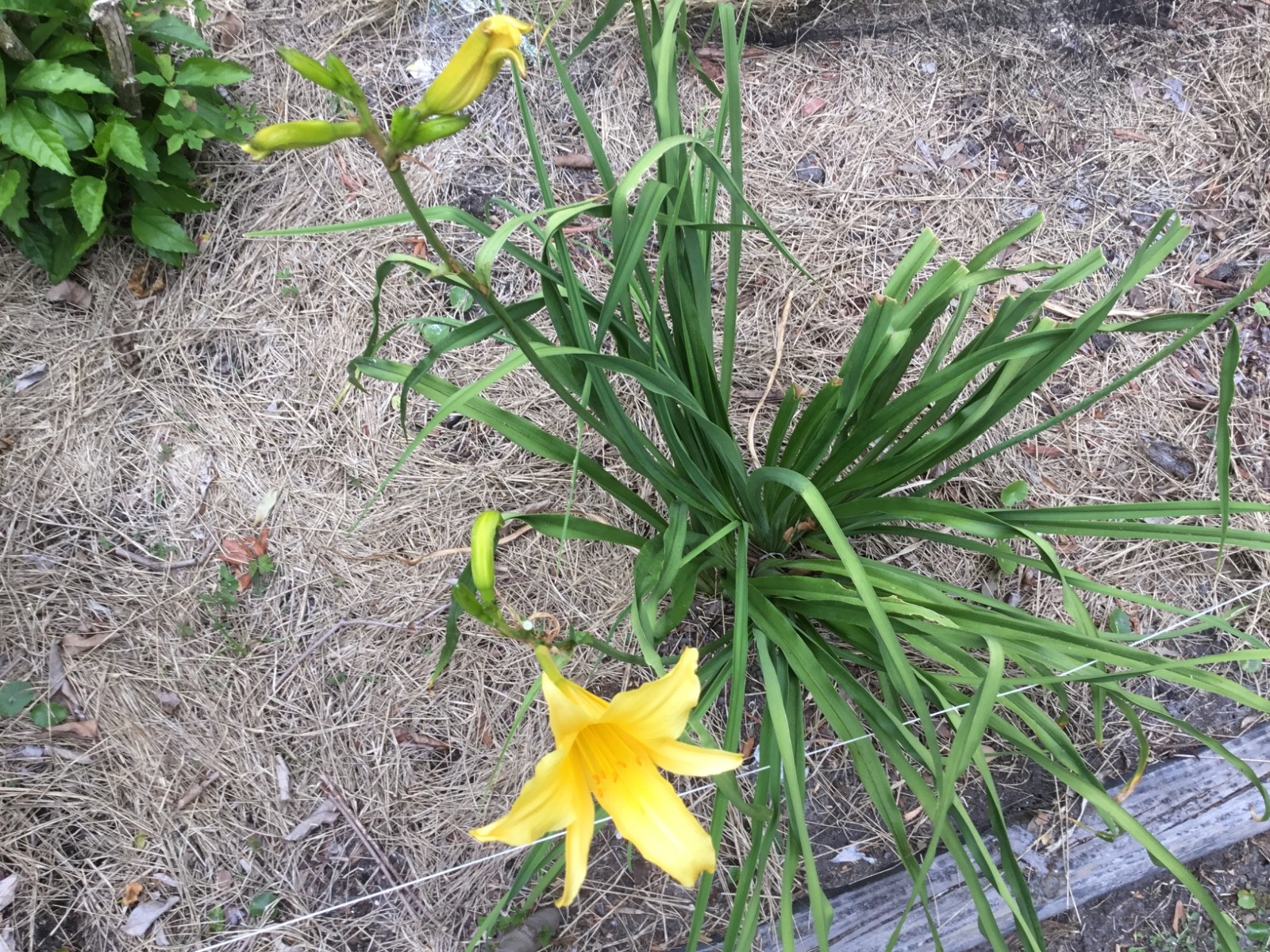 DAYLILIES – LARGE YELLOW FLOWERS APRIL-DECEMBER BLOOMS (3 “fans”)