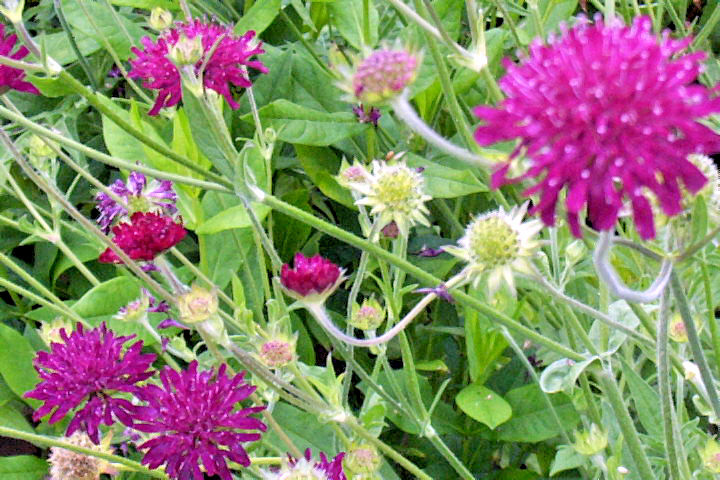 KNAUTIA, PINCUSHION FLOWERS, 118 SEEDS, MIXED, RED, PINK, LAVENDER, *EZ TO GROW*