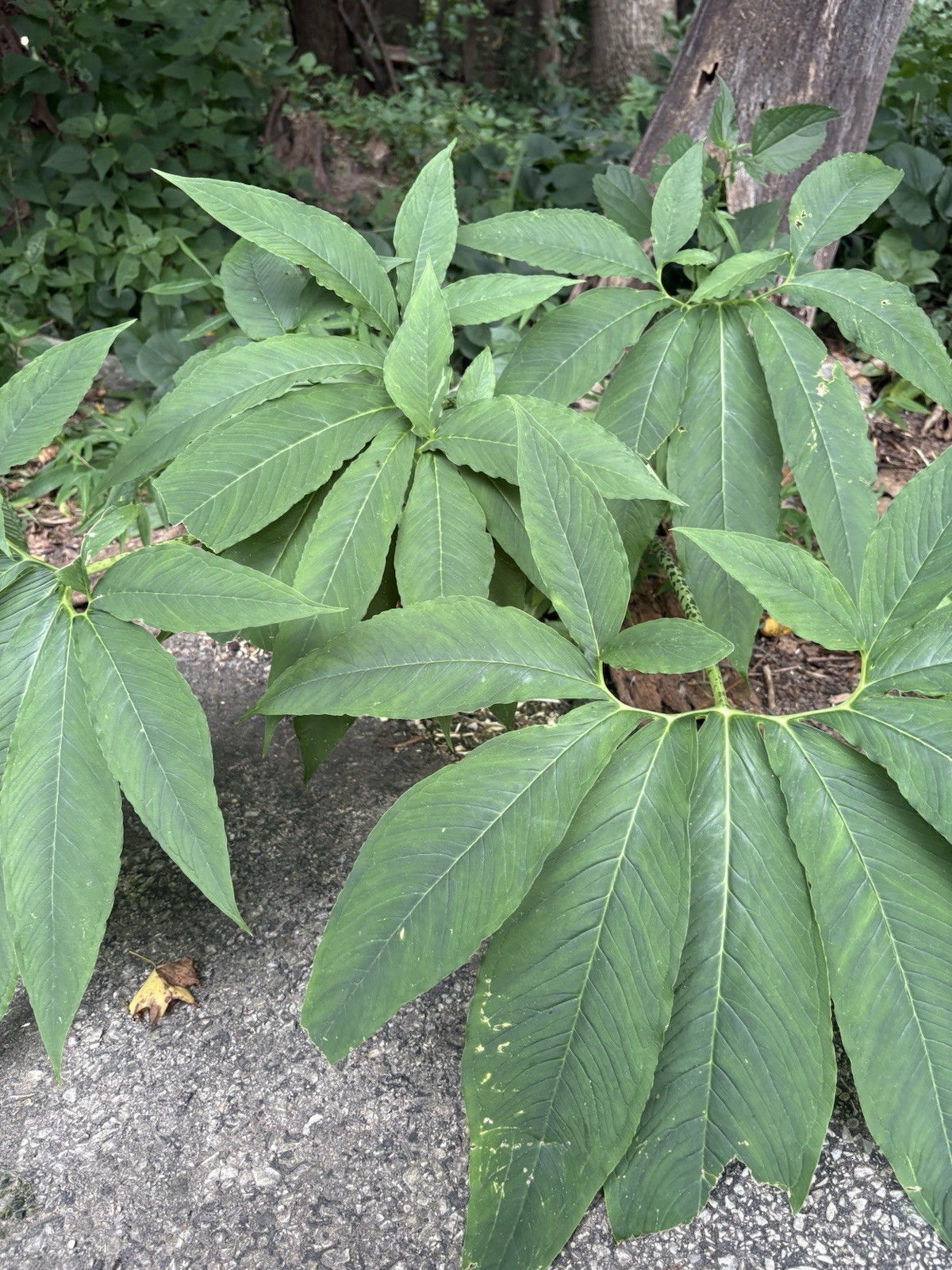 Saroumatum Venousum Indian Giant Form (ships potted) ~3-6 Inch Corms