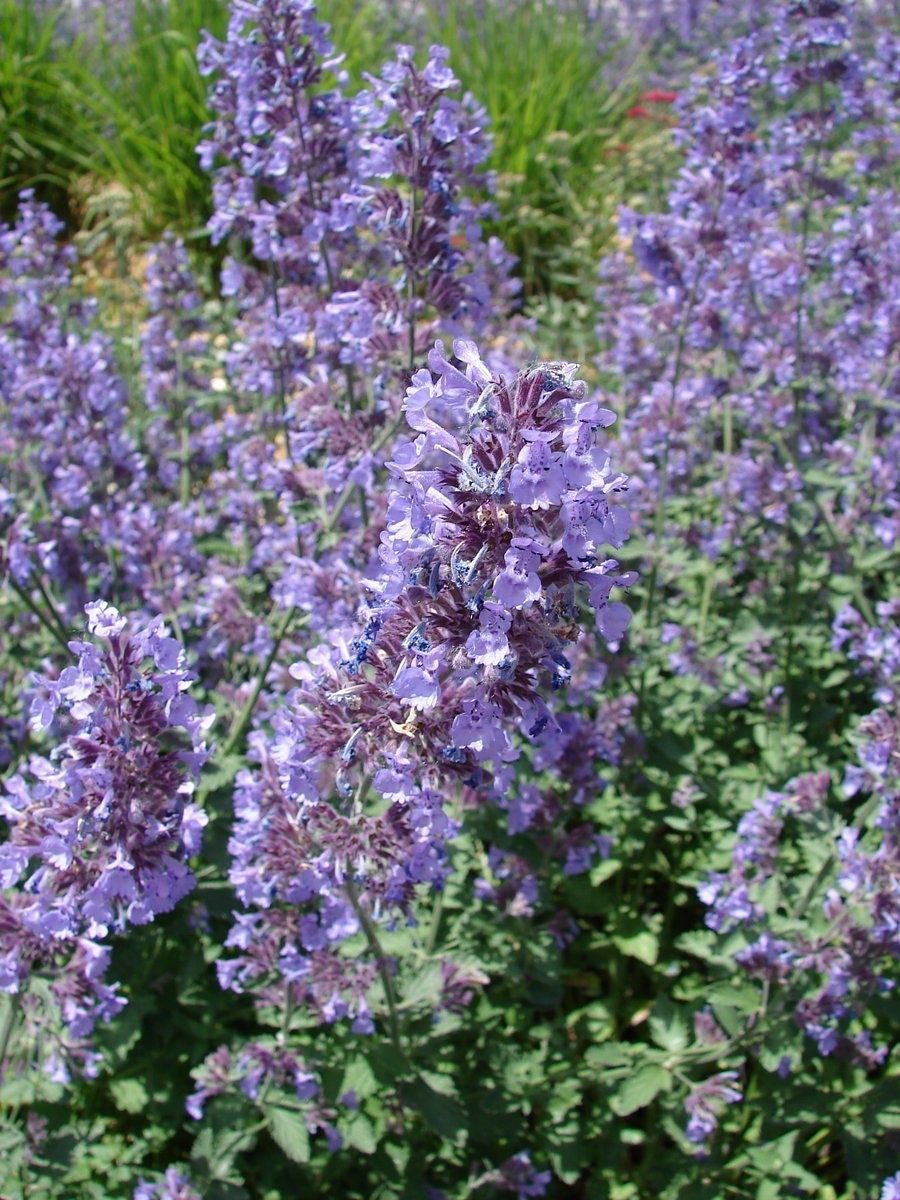 Catnip Seeds, Nepeta Cataria, NON-GMO, Variety Sizes, Cat Lovers, FREE SHIPPING