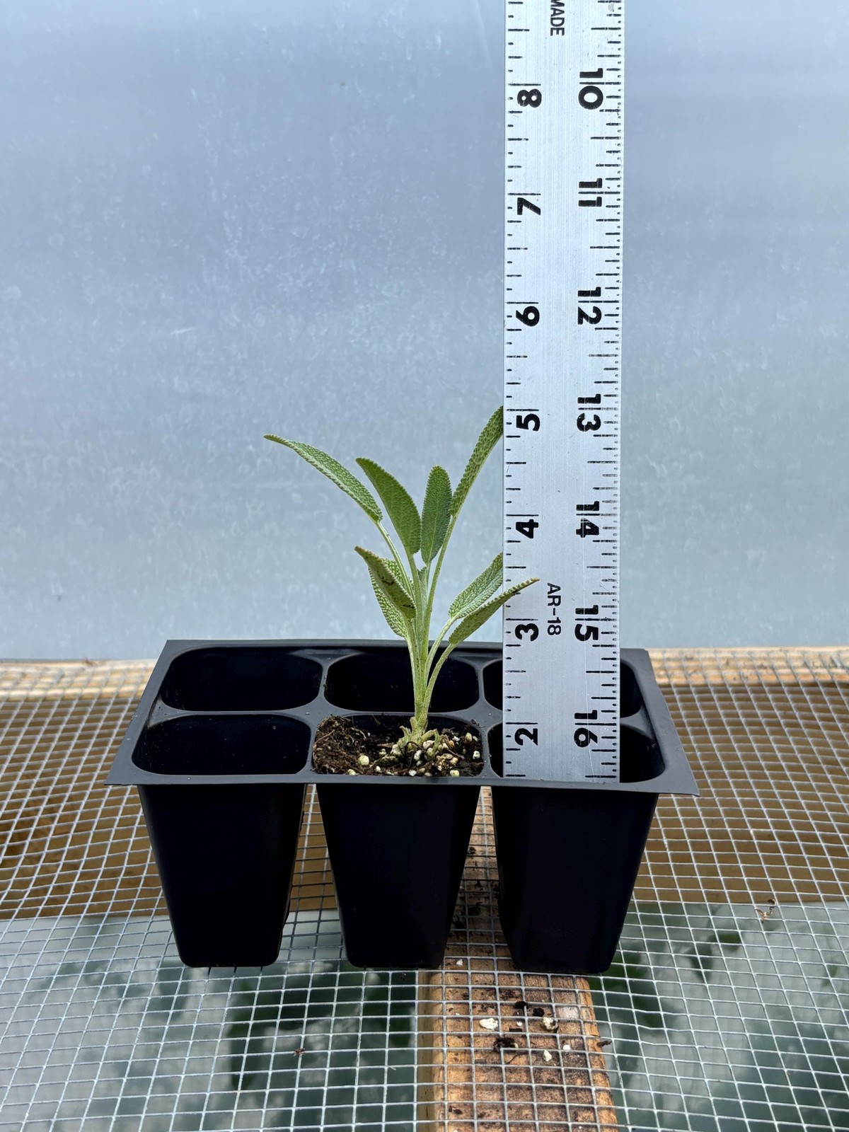 Sage Live Plant – Seedlings/Plugs and Plants – 3″- 12″ tall – 30-60+ days old