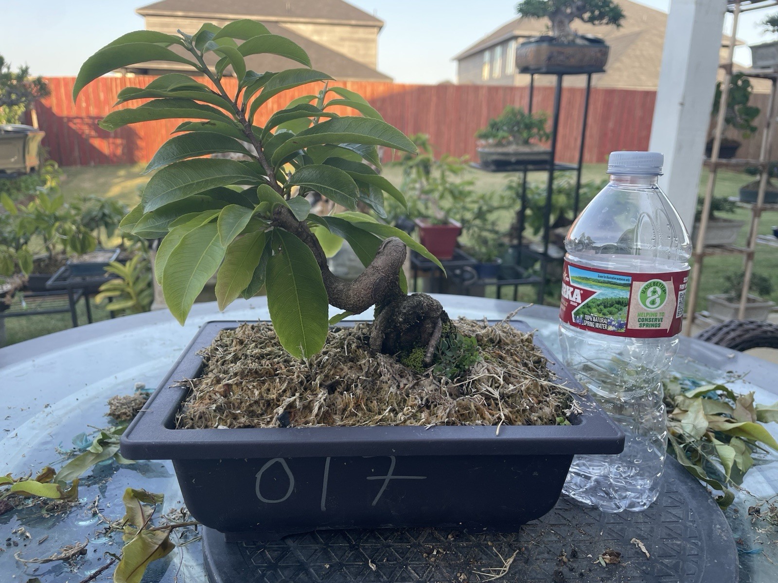 Live Yellow Apricot Tree , Ochoa Integerrima (Mai vang)
