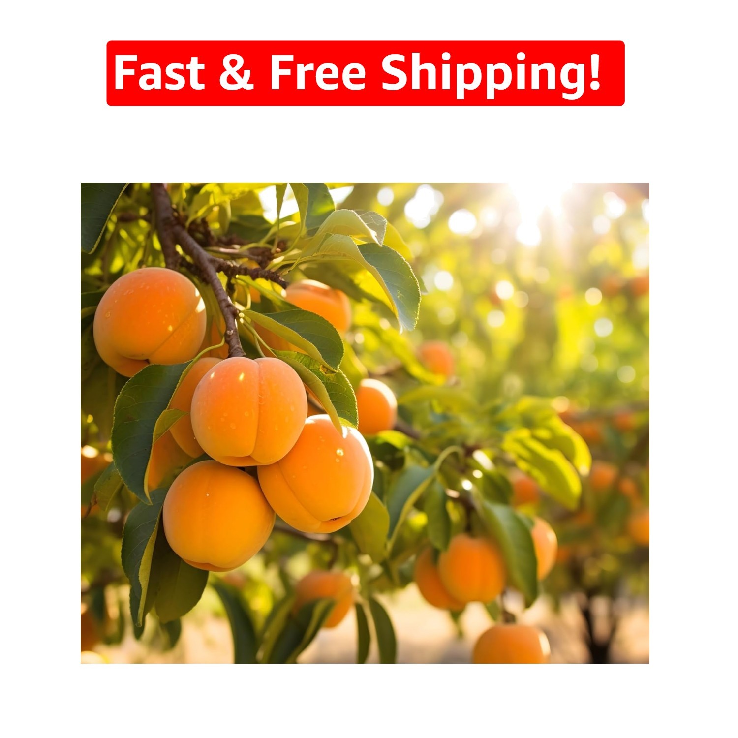 Grow Your Own 5 Apricot Tree Seeds – Fragrant Blossoms & Summer Harvest