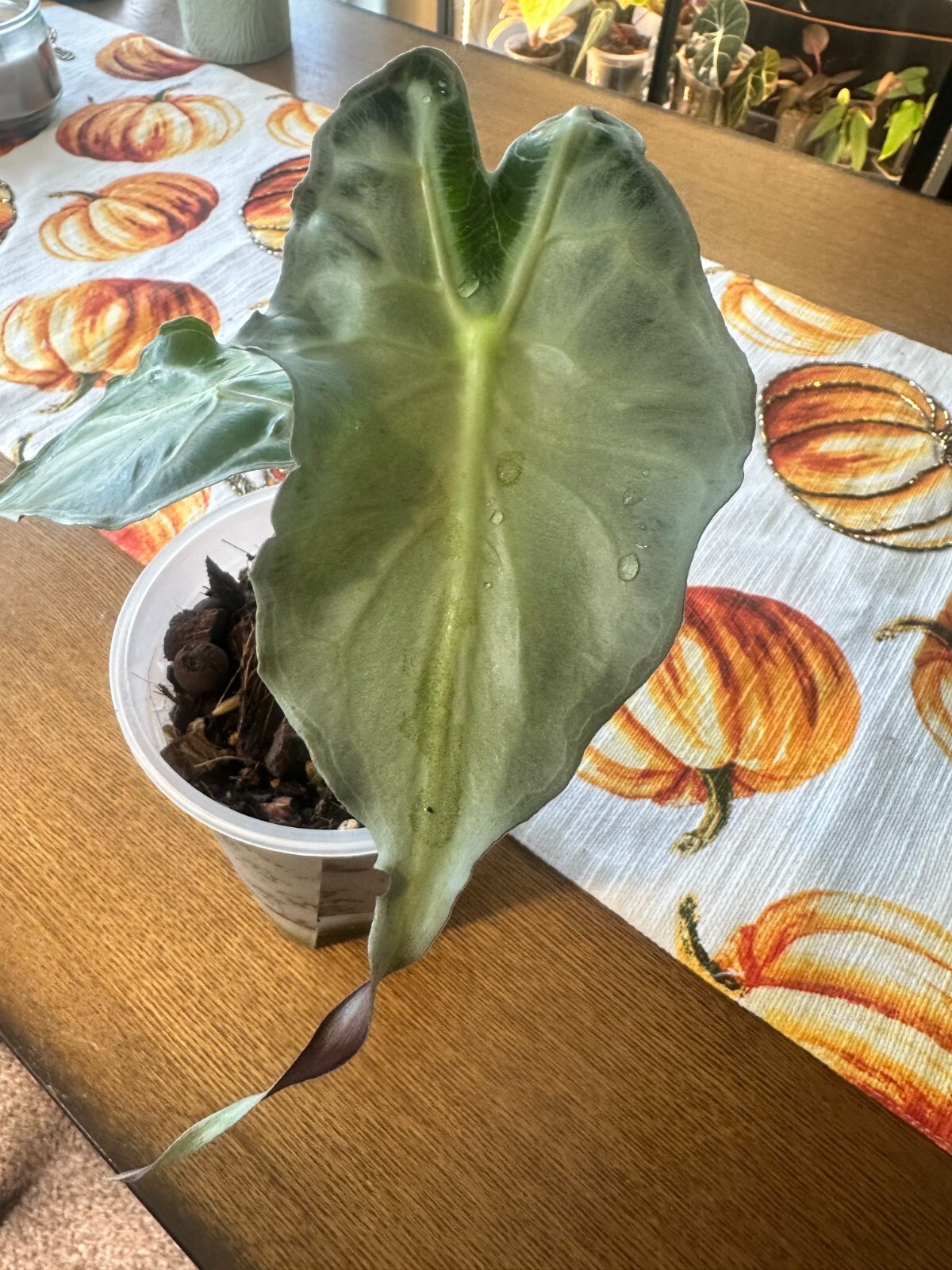 Mature Alocasia Venom 2 Leaves Corm Grown