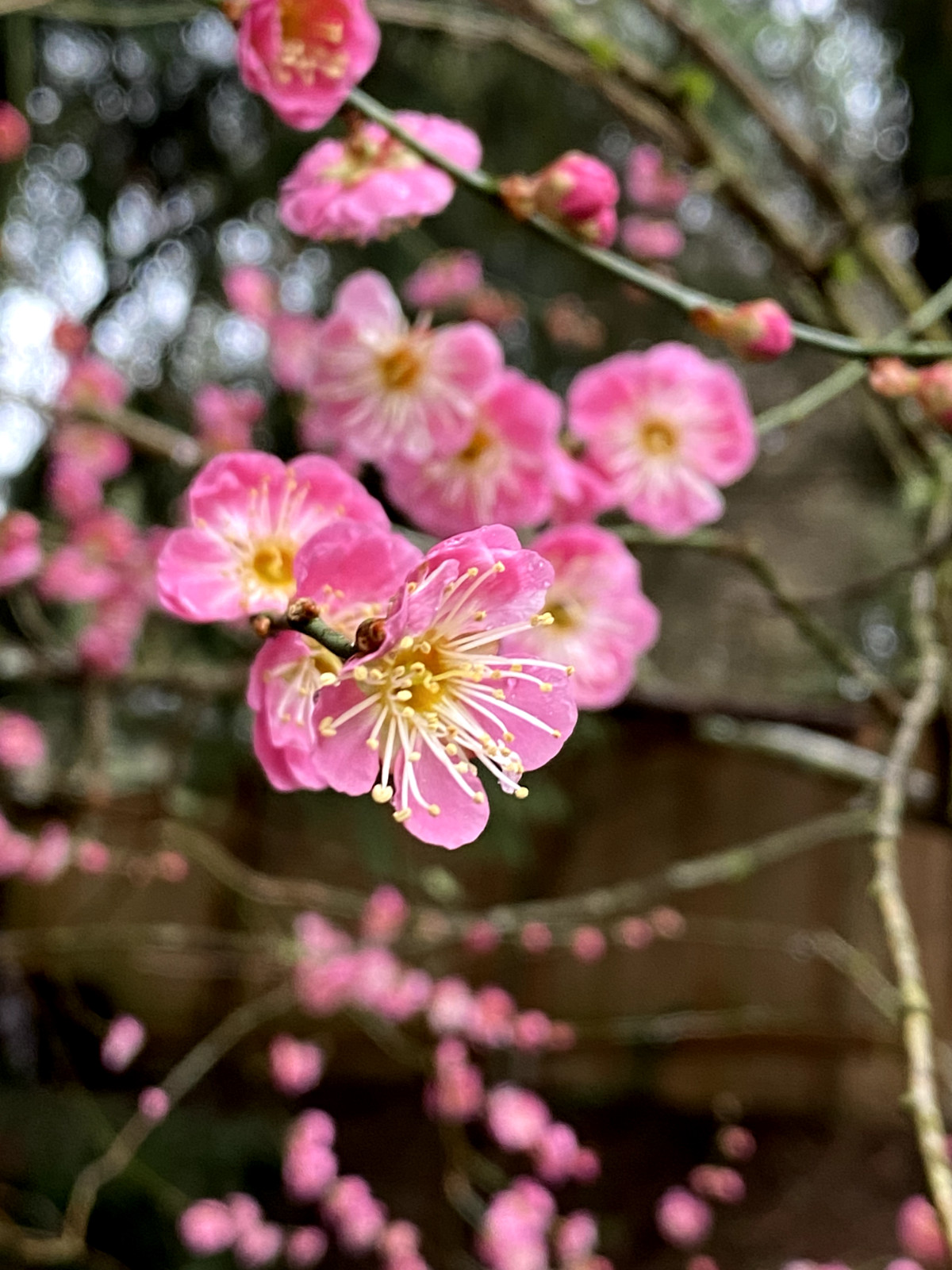 4 Cuttings Japanese Ume Plum (Mume) Fragrant Winter flower Edible Fruits