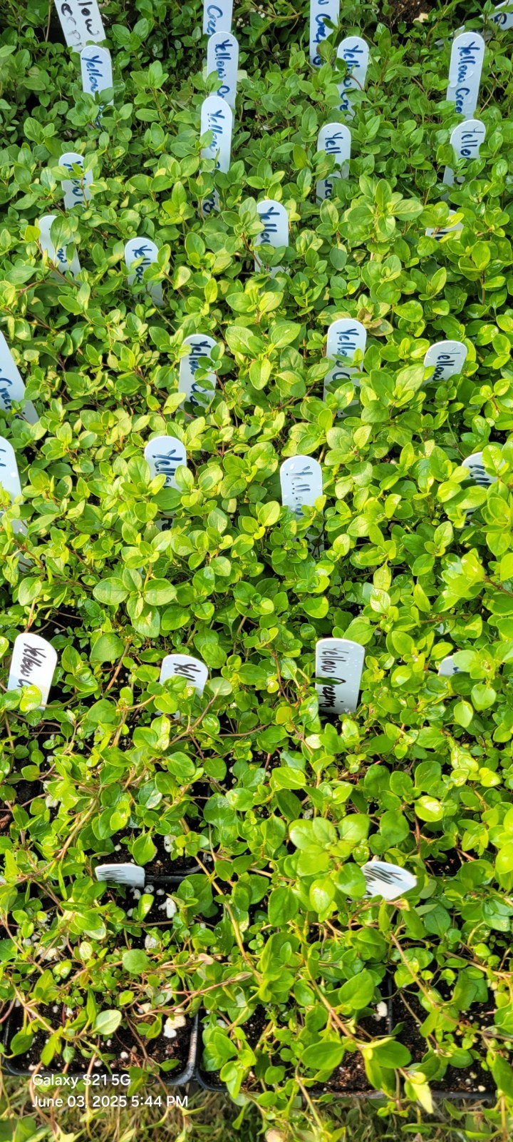 Creeping Thyme Live Plant, 4″ Pot Ground Covering Plants 6 Colors Available