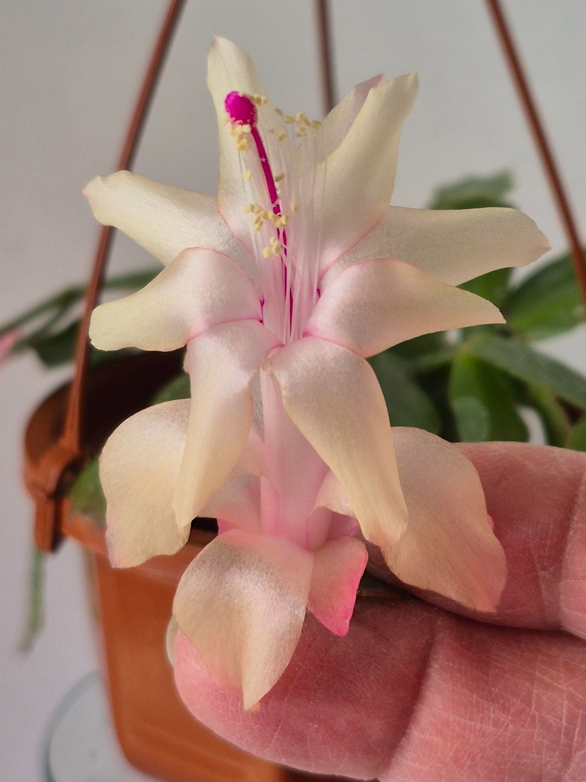 Little Coconut Cream – Thanksgiving/Christmas Cactus Schlumbergera