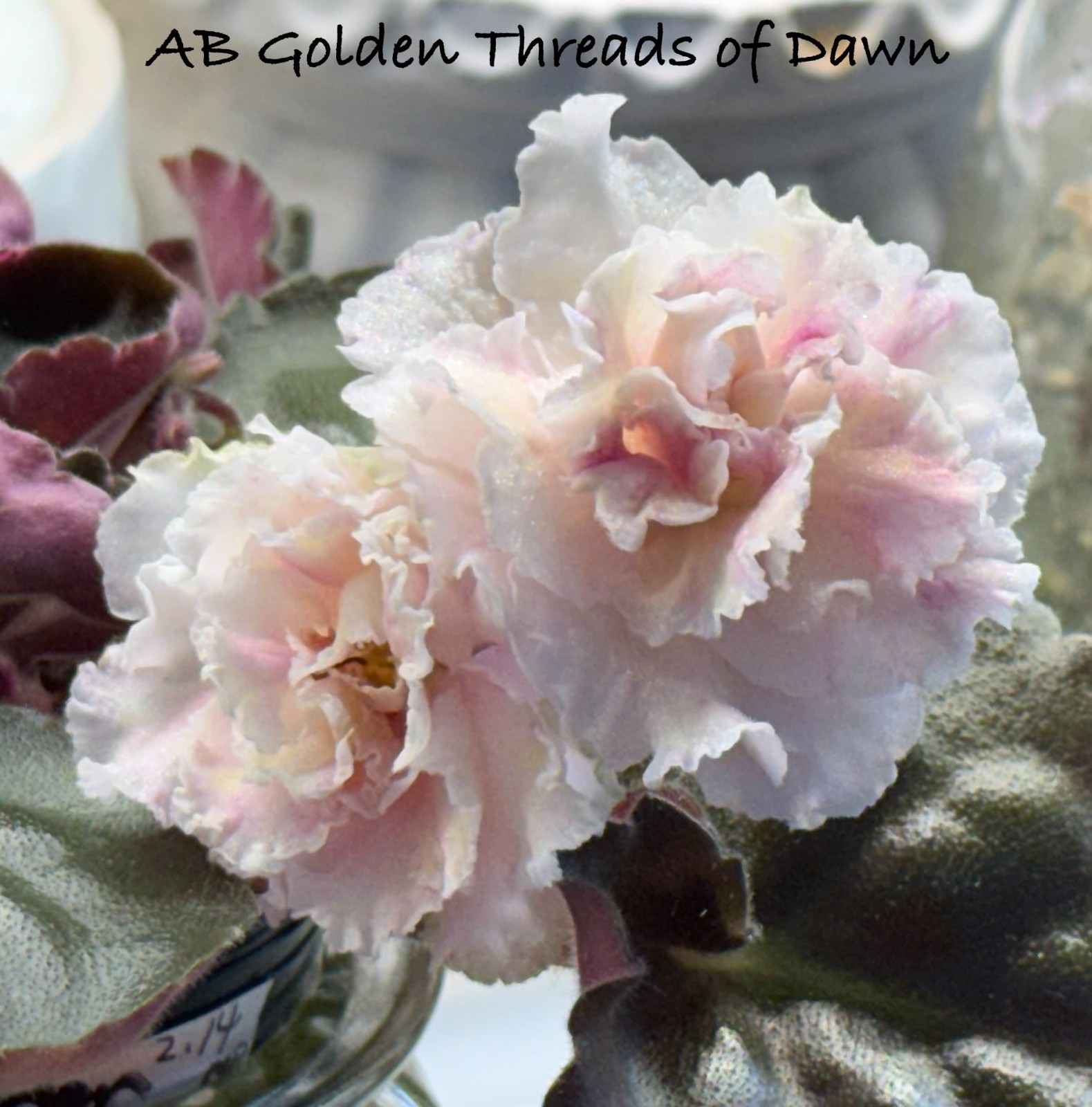 Assorted LEAVES of African Violet Mini/Semi/Standard/Trailers