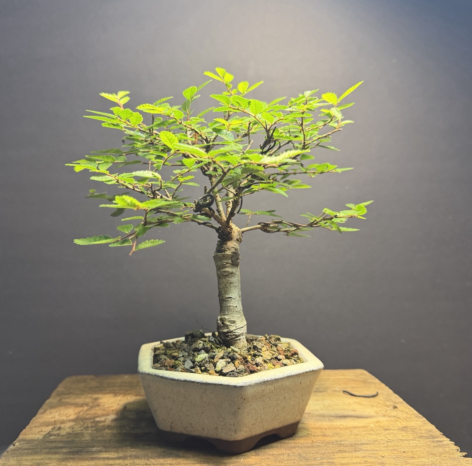 Bonsai Broom Style Mame Chinese Elm 8.5” tall Japanese Hexagon Glazed Pot