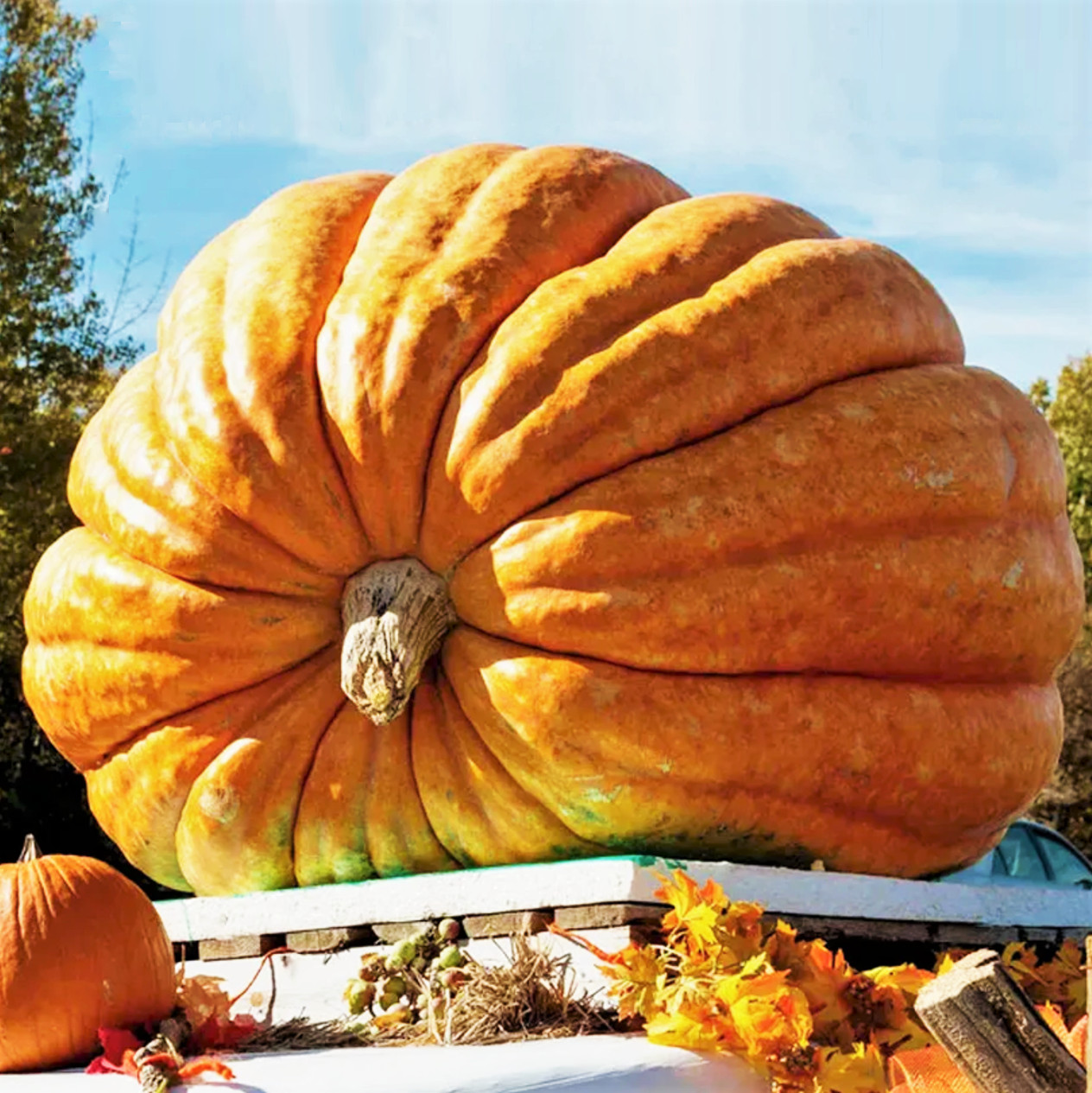 Dill’s Atlantic Giant Pumpkin Seeds |For Competition Huge Big Pumpkins Seed 2024