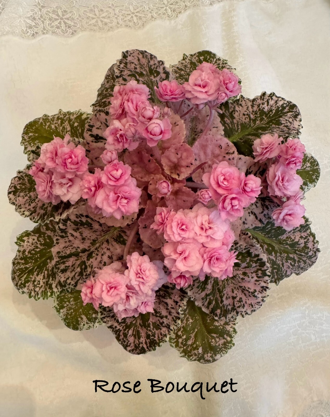 Assorted LEAVES of African Violet Mini/Semi/Standard/Trailers
