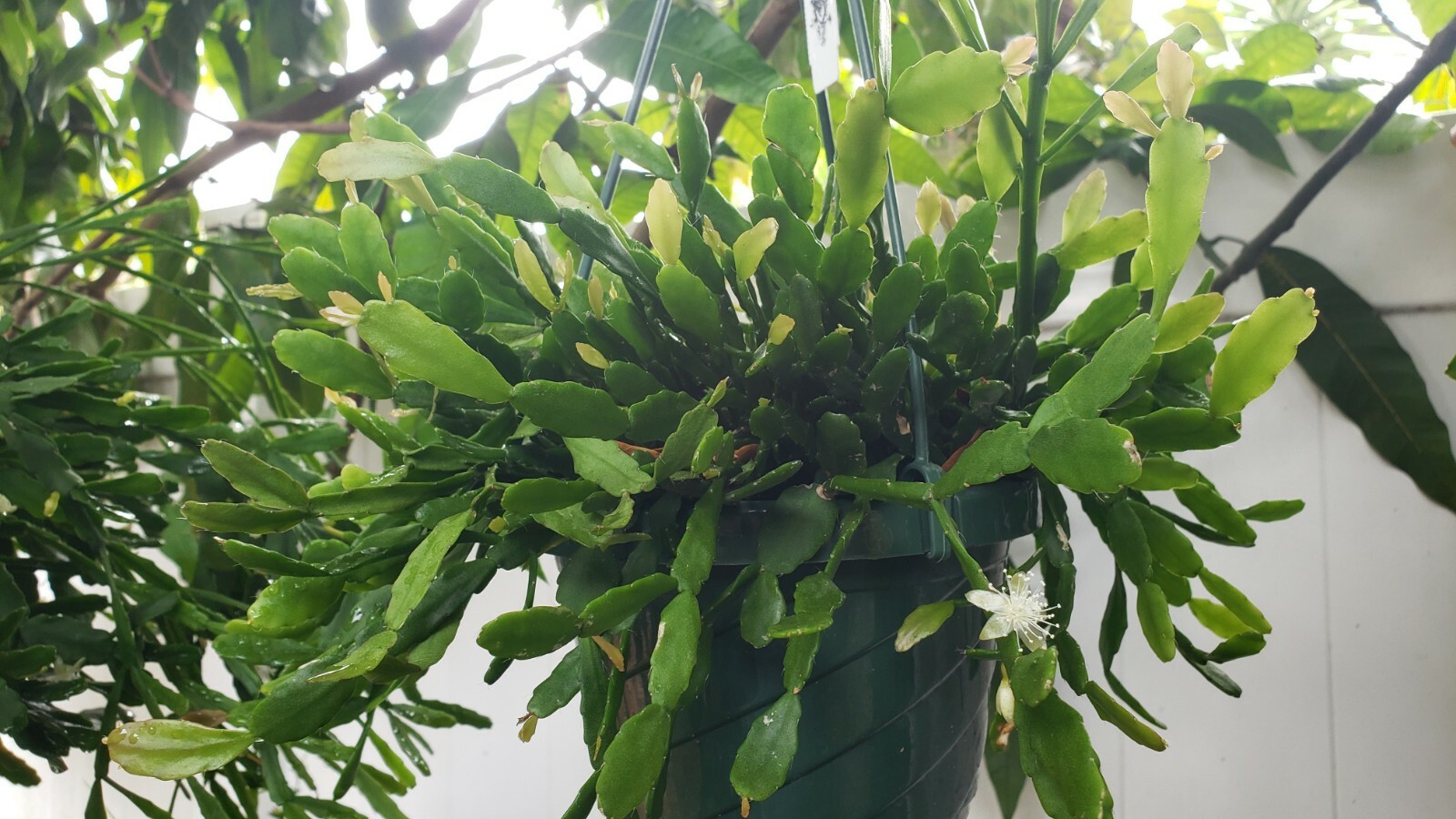 Rhipsalis aff. goebeleana-Orchid Cactus-HTF- 5 cuttings/4 inches-White Blooms